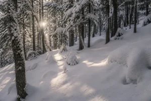 Bosque nevado en Cerro Catedral con luz suave filtrándose entre los árboles.