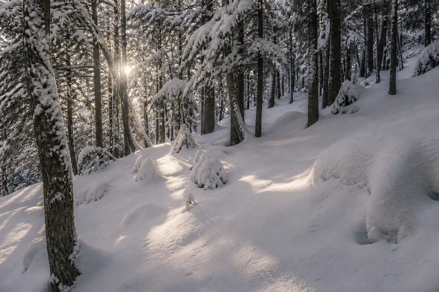 Bosque nevado en Cerro Catedral con luz suave filtrándose entre los árboles
