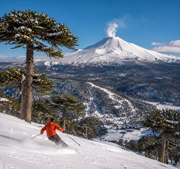 Esquiador descendiendo en Corralco con el volcán Lonquimay nevado y bosque de araucarias al fondo