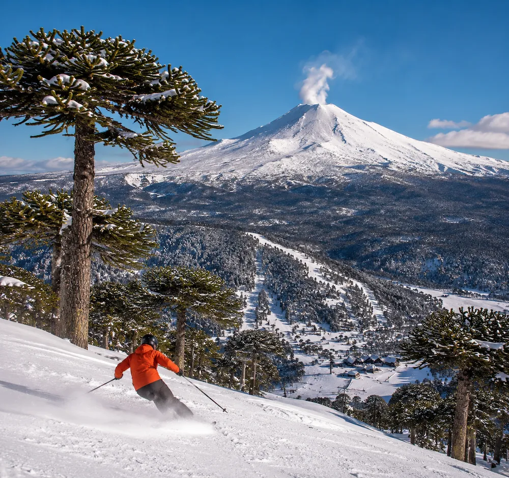 Esquiador descendiendo en Corralco con el volcán Lonquimay nevado y bosque de araucarias al fondo